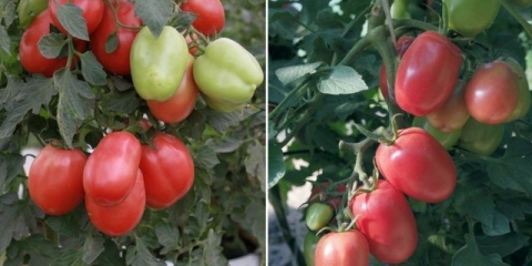 Paradajz ružičasta stela: recenzije, fotografije, prinos